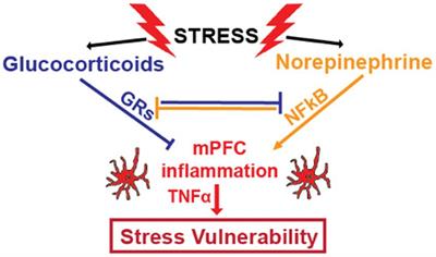 Stress circuitry: mechanisms behind nervous and immune system communication that influence behavior